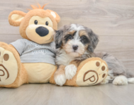 8 week old Mini Bernedoodle Puppy For Sale - Seaside Pups
