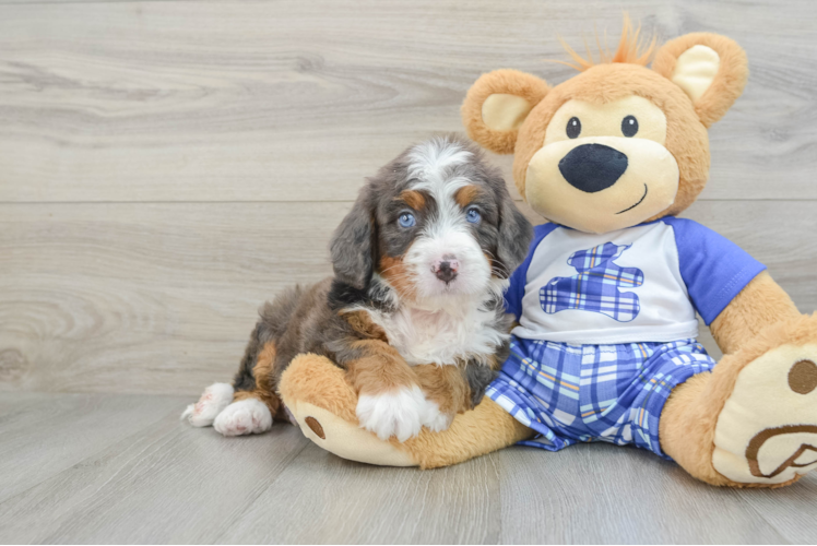 Mini Bernedoodle Puppy for Adoption