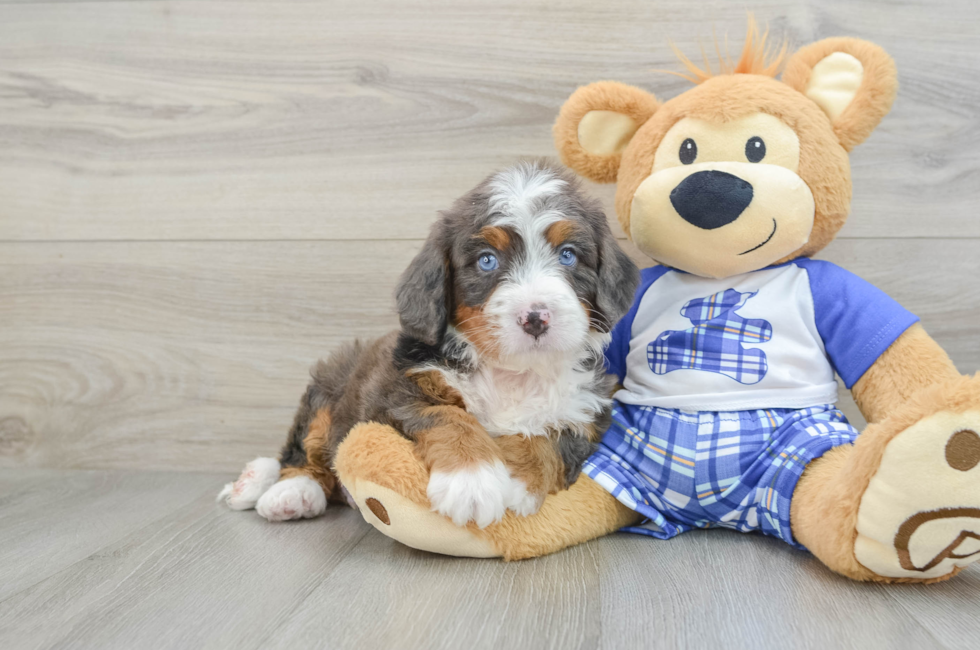 6 week old Mini Bernedoodle Puppy For Sale - Seaside Pups