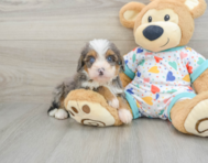 8 week old Mini Bernedoodle Puppy For Sale - Seaside Pups