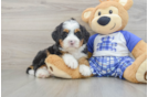 Best Mini Bernedoodle Baby