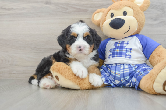 Best Mini Bernedoodle Baby