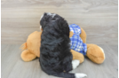 Best Mini Bernedoodle Baby