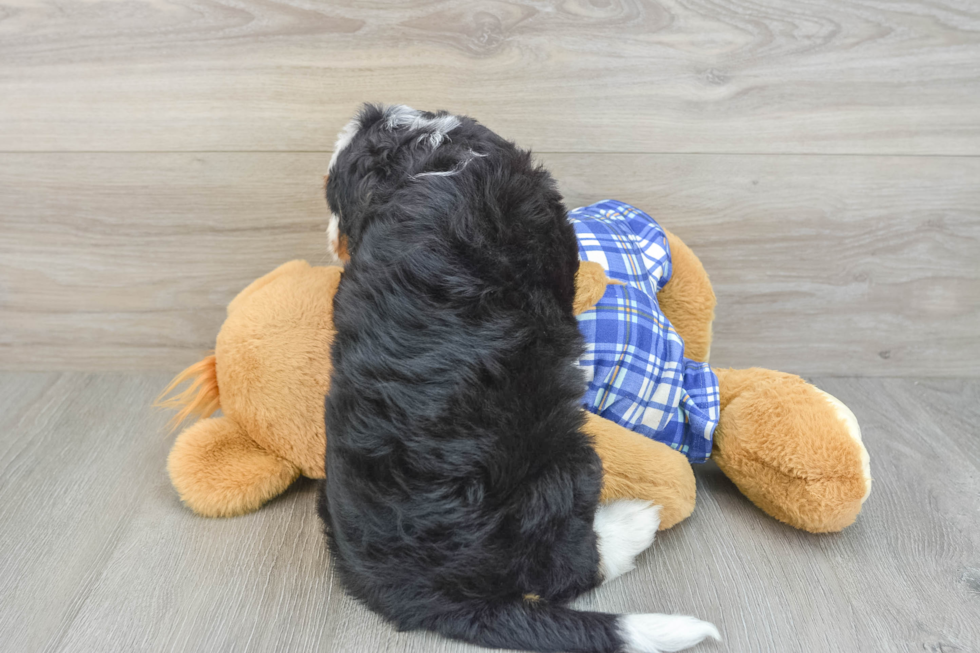 Best Mini Bernedoodle Baby