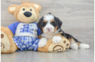 Small Mini Bernedoodle Baby