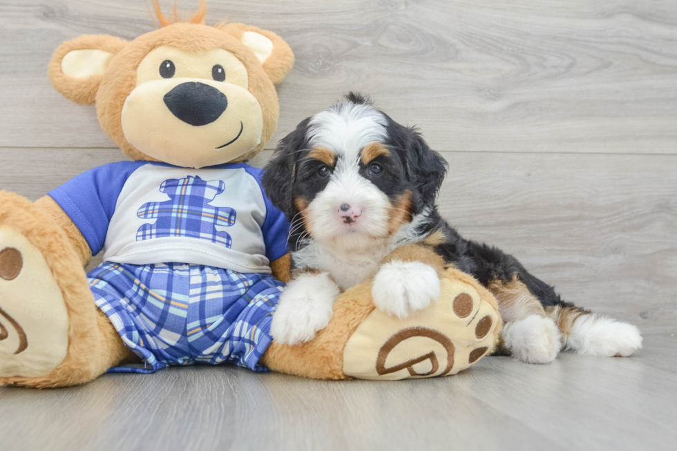 Small Mini Bernedoodle Baby