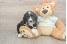 Mini Bernedoodle Pup Being Cute