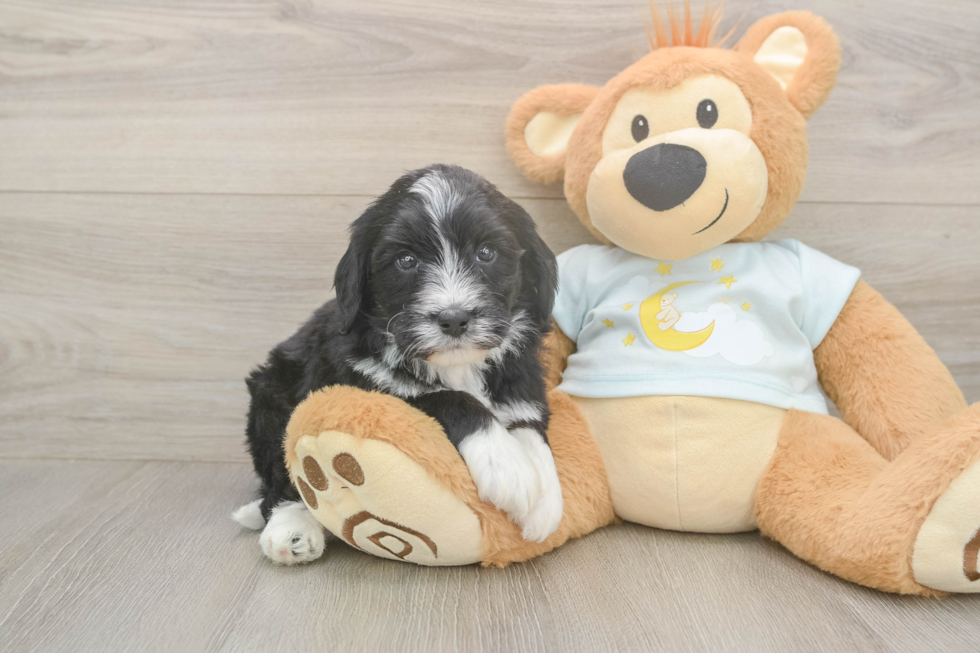 Mini Bernedoodle Pup Being Cute