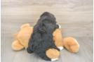 Popular Mini Bernedoodle Poodle Mix Pup