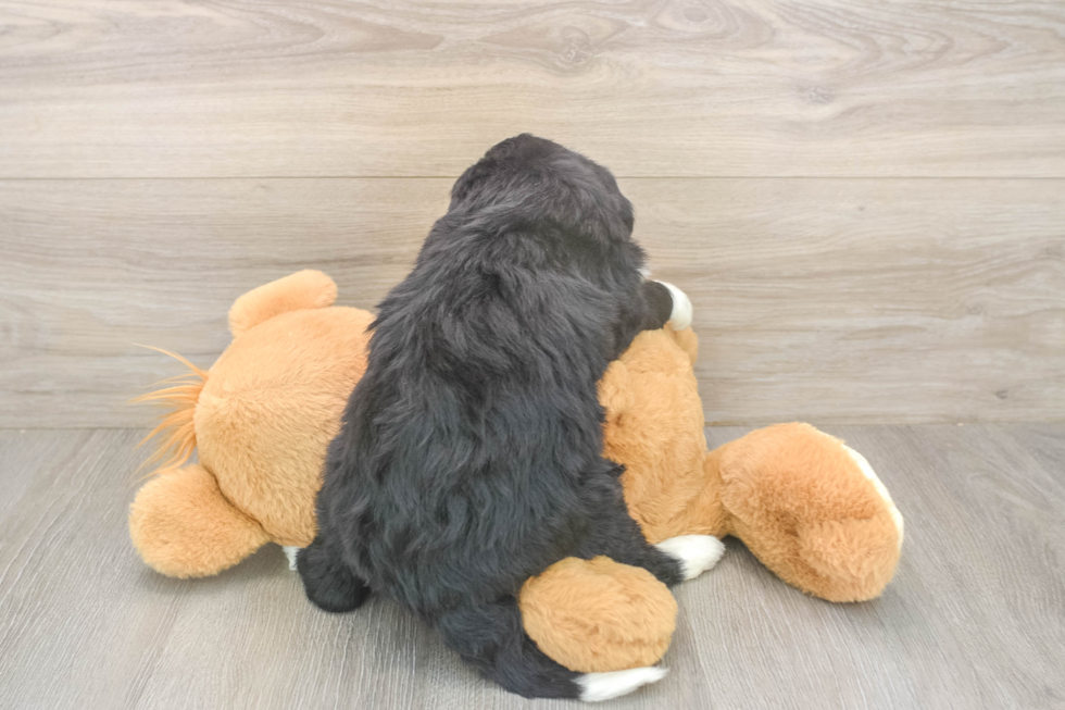Popular Mini Bernedoodle Poodle Mix Pup