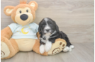 Mini Bernedoodle Puppy for Adoption