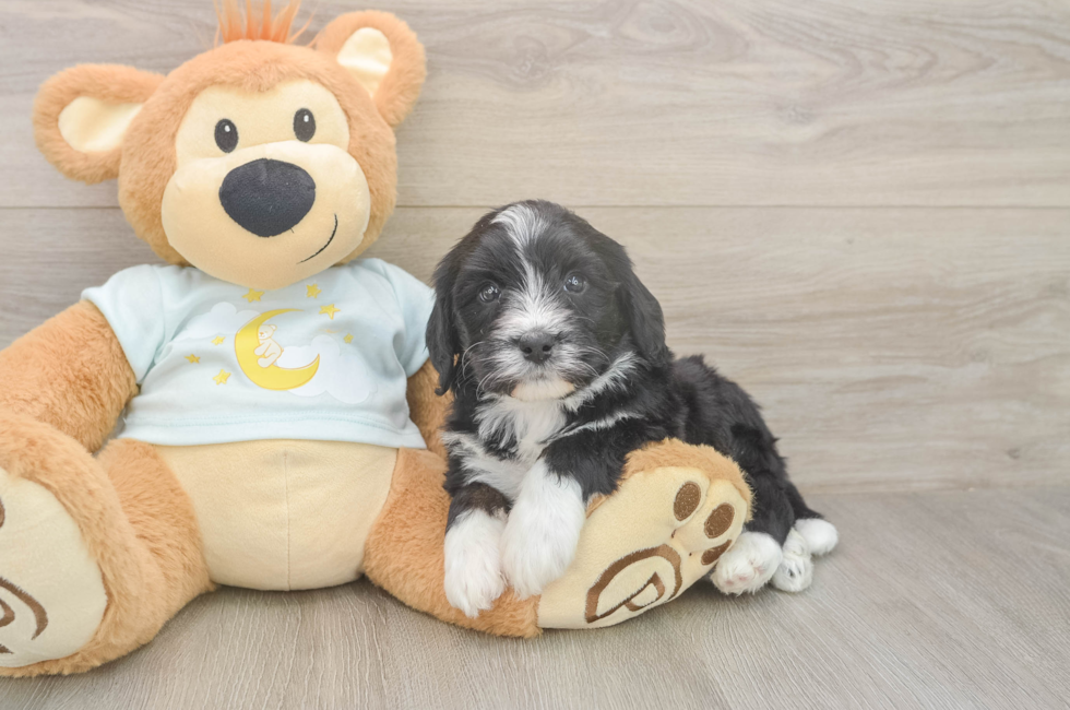 5 week old Mini Bernedoodle Puppy For Sale - Seaside Pups