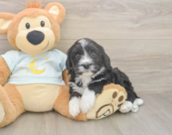 5 week old Mini Bernedoodle Puppy For Sale - Seaside Pups 5 week old Mini Bernedoodle Puppy For Sale - Seaside Pups