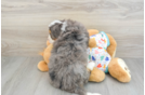 Cute Mini Bernedoodle Baby