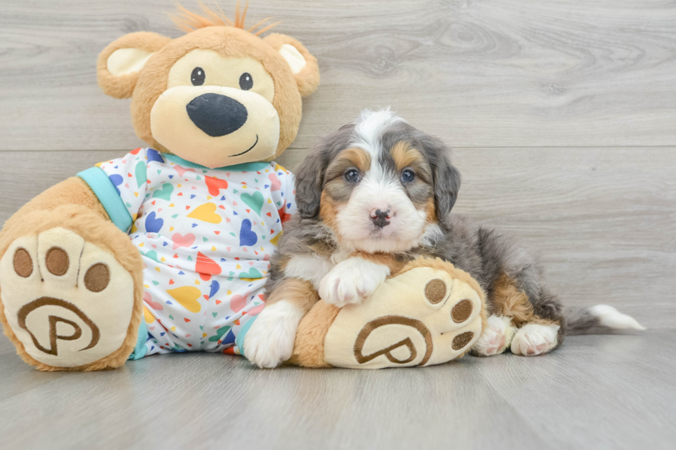 Happy Mini Bernedoodle Baby