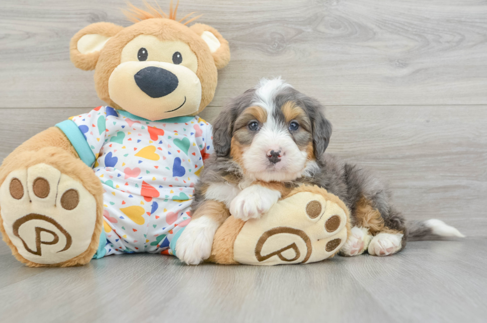 6 week old Mini Bernedoodle Puppy For Sale - Seaside Pups