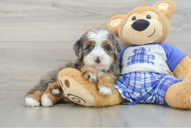 Mini Bernedoodle Puppy for Adoption