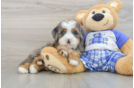 Mini Bernedoodle Puppy for Adoption