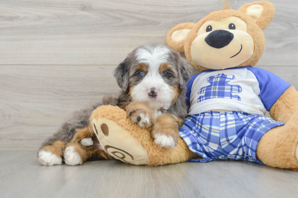 Mini Bernedoodle Puppy for Adoption