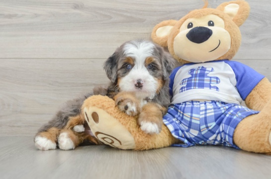 Mini Bernedoodle Puppy for Adoption