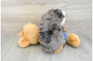 Mini Bernedoodle Pup Being Cute