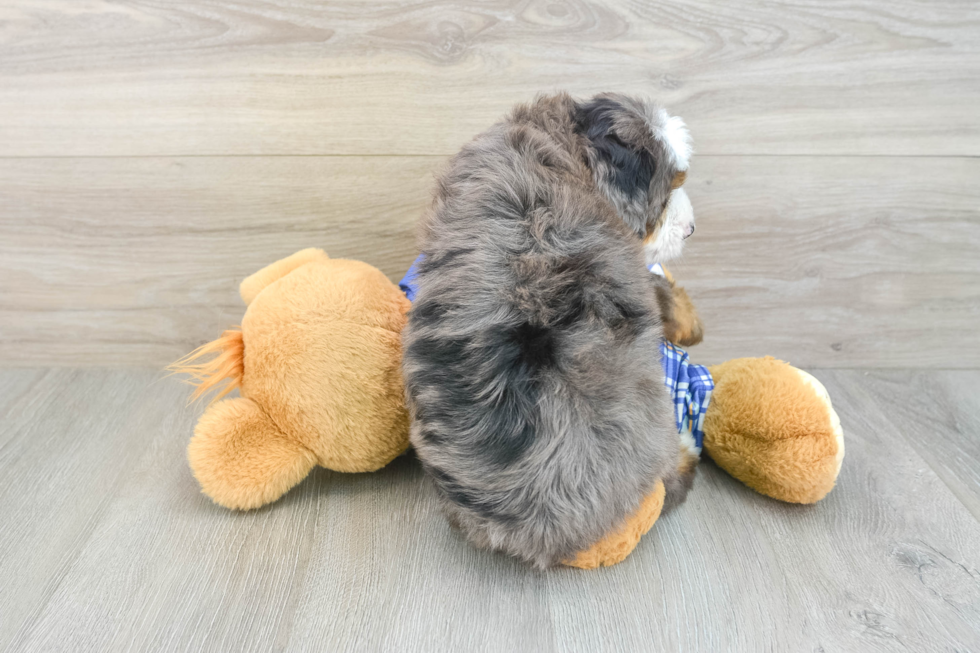Mini Bernedoodle Pup Being Cute