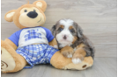 Sweet Mini Bernedoodle Baby