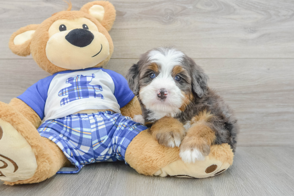 Sweet Mini Bernedoodle Baby