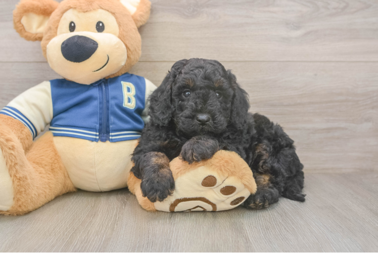 Sweet Mini Bernedoodle Baby