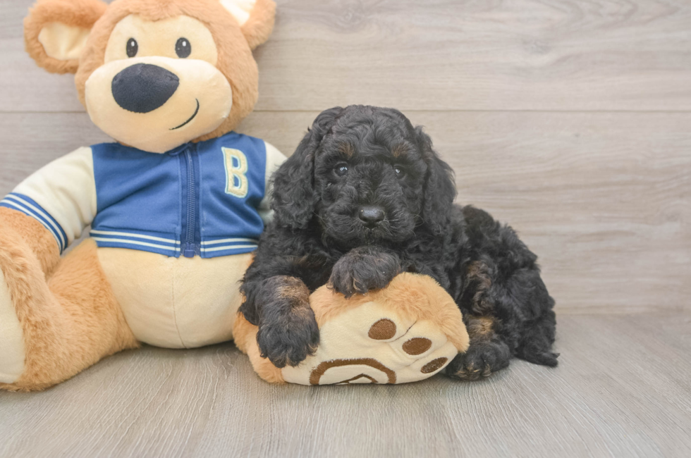 5 week old Mini Bernedoodle Puppy For Sale - Seaside Pups