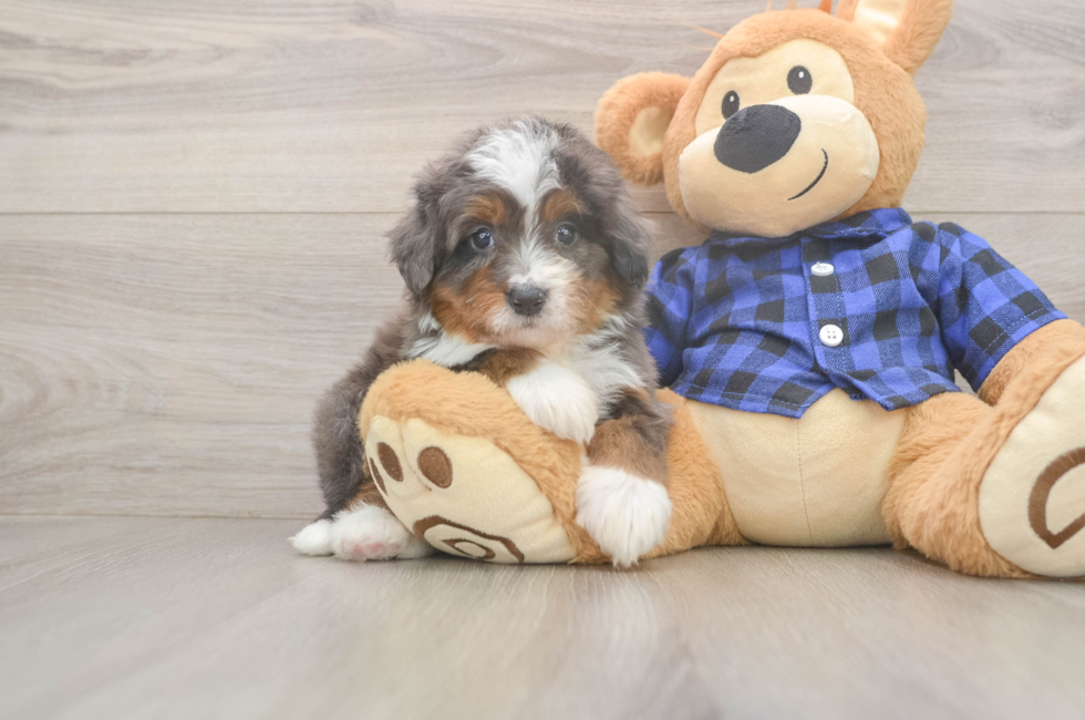 5 week old Mini Bernedoodle Puppy For Sale - Seaside Pups