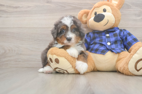 Mini Bernedoodle Pup Being Cute