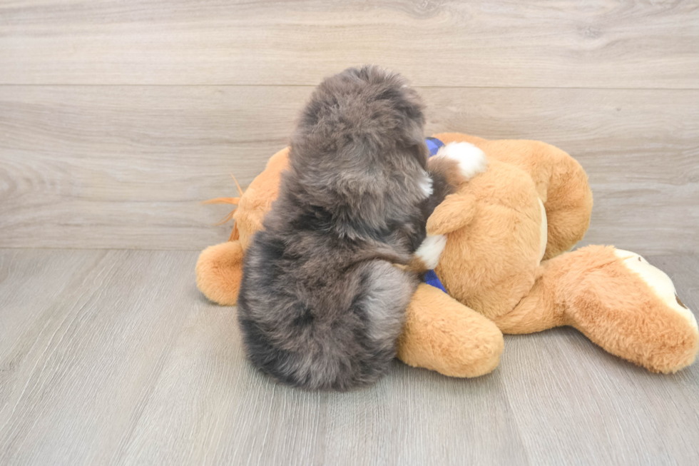 Best Mini Bernedoodle Baby