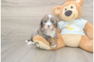 Mini Bernedoodle Pup Being Cute