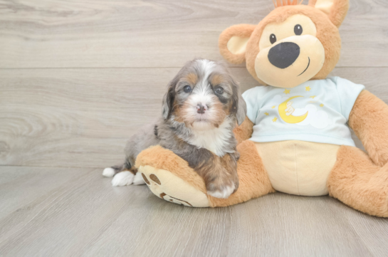 Mini Bernedoodle Pup Being Cute