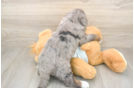Best Mini Bernedoodle Baby