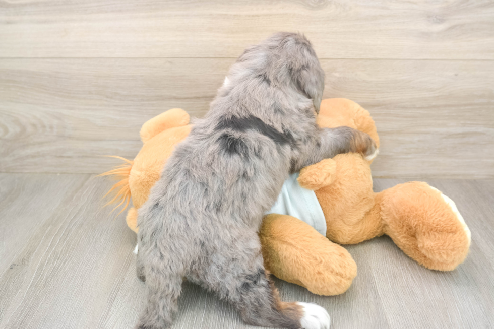 Best Mini Bernedoodle Baby