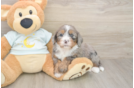 Cute Mini Bernedoodle Baby