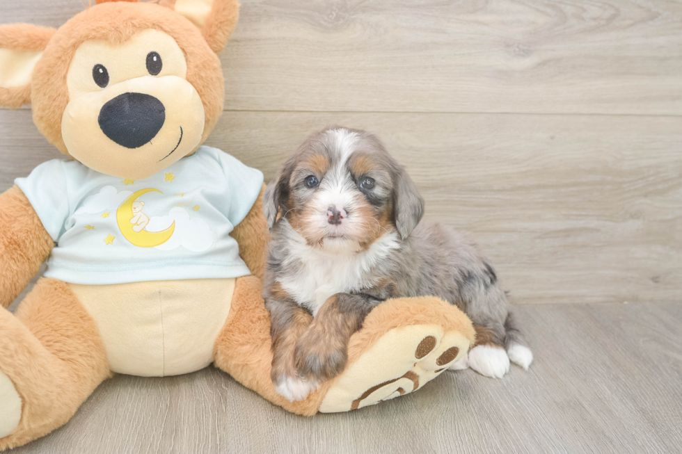 Cute Mini Bernedoodle Baby