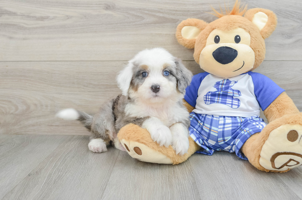 6 week old Mini Bernedoodle Puppy For Sale - Seaside Pups