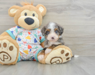 8 week old Mini Bernedoodle Puppy For Sale - Seaside Pups