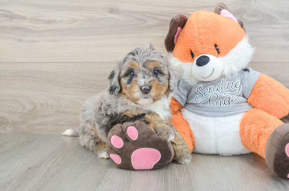6 week old Mini Bernedoodle Puppy For Sale - Seaside Pups