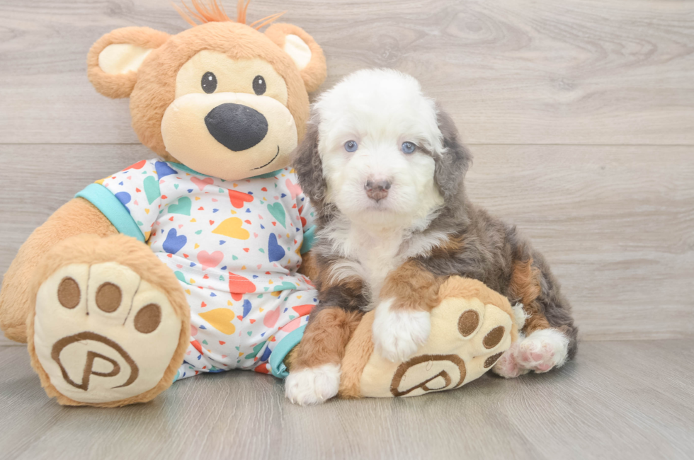 5 week old Mini Bernedoodle Puppy For Sale - Seaside Pups