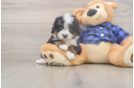 Cute Mini Bernedoodle Baby