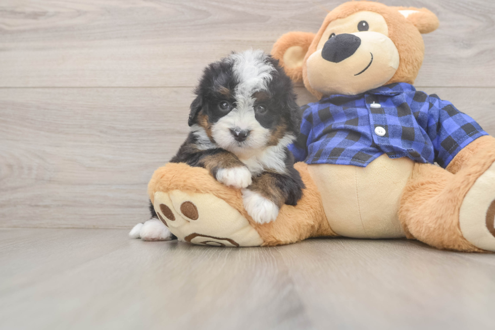 Cute Mini Bernedoodle Baby