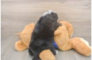 Little Mini Bernese Poodle Poodle Mix Puppy