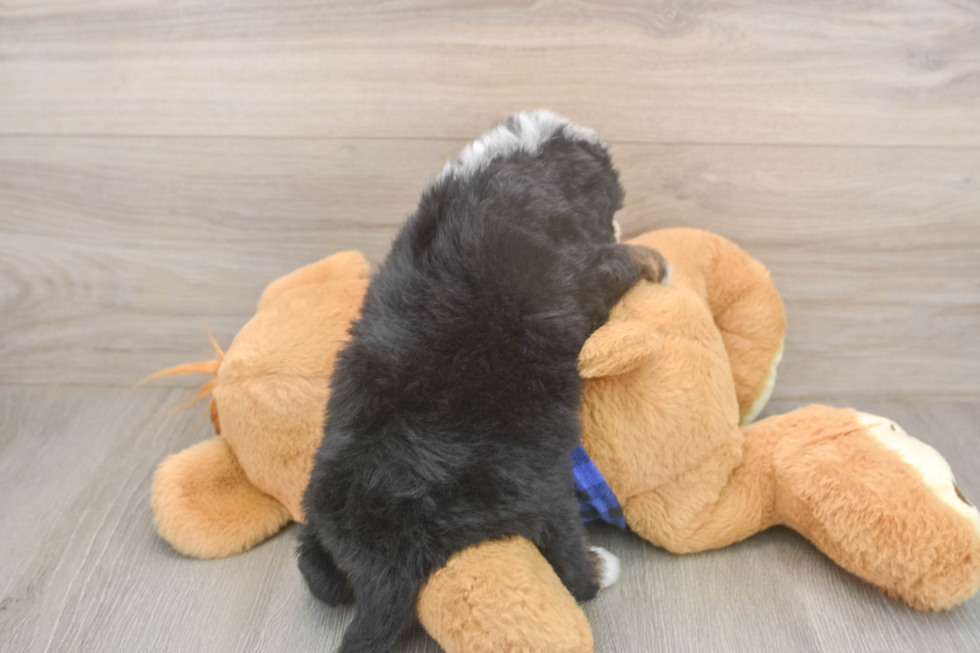 Little Mini Bernese Poodle Poodle Mix Puppy