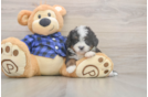 Popular Mini Bernedoodle Poodle Mix Pup