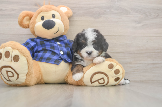 Popular Mini Bernedoodle Poodle Mix Pup