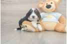 Mini Bernedoodle Puppy for Adoption